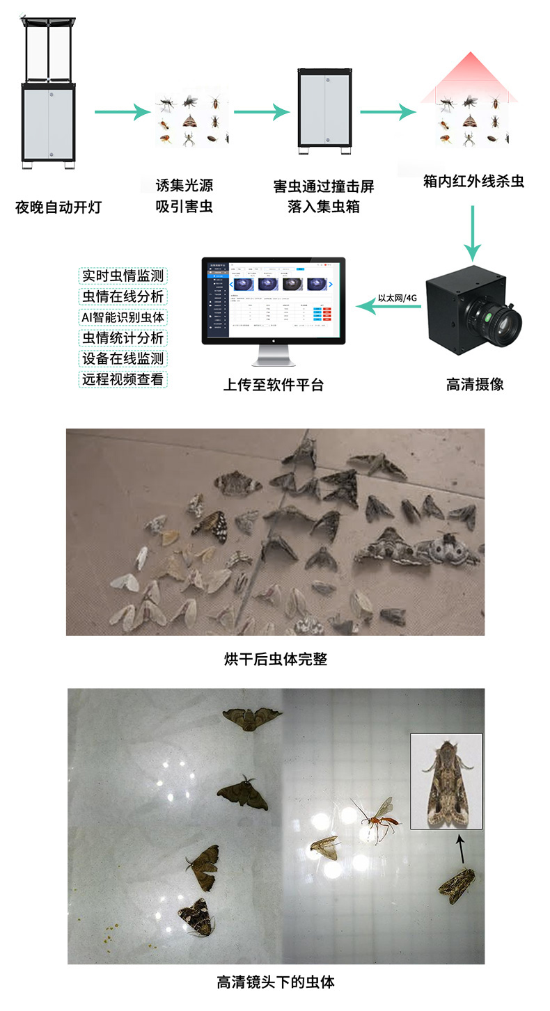 虫情经济版PLUS_04.jpg